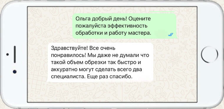 омолаживающая, формирующая и санитарная обрезка деревьев - фото №6